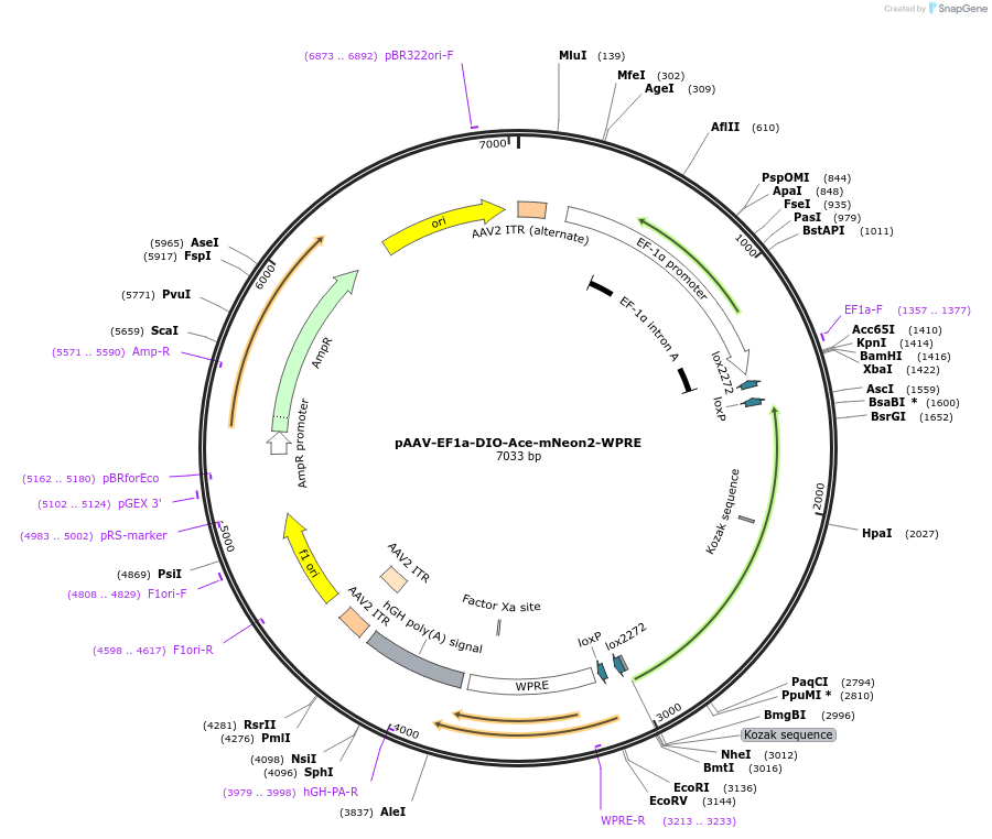 240056-plasmid-map-sequence-id-477842