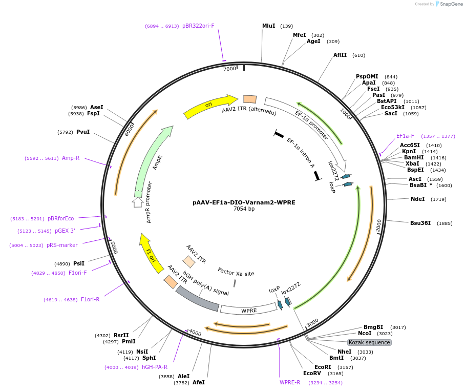 240055-plasmid-map-sequence-id-477844