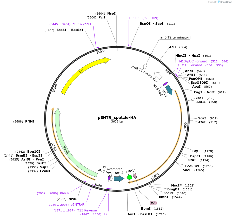 240227-plasmid-map-sequence-id-477849