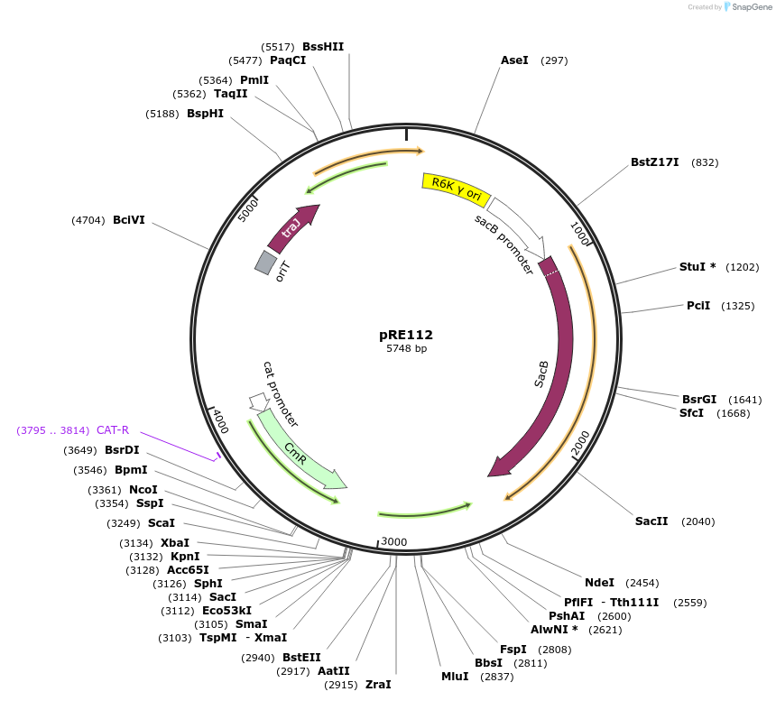 43828-plasmid-map-sequence-id-477853