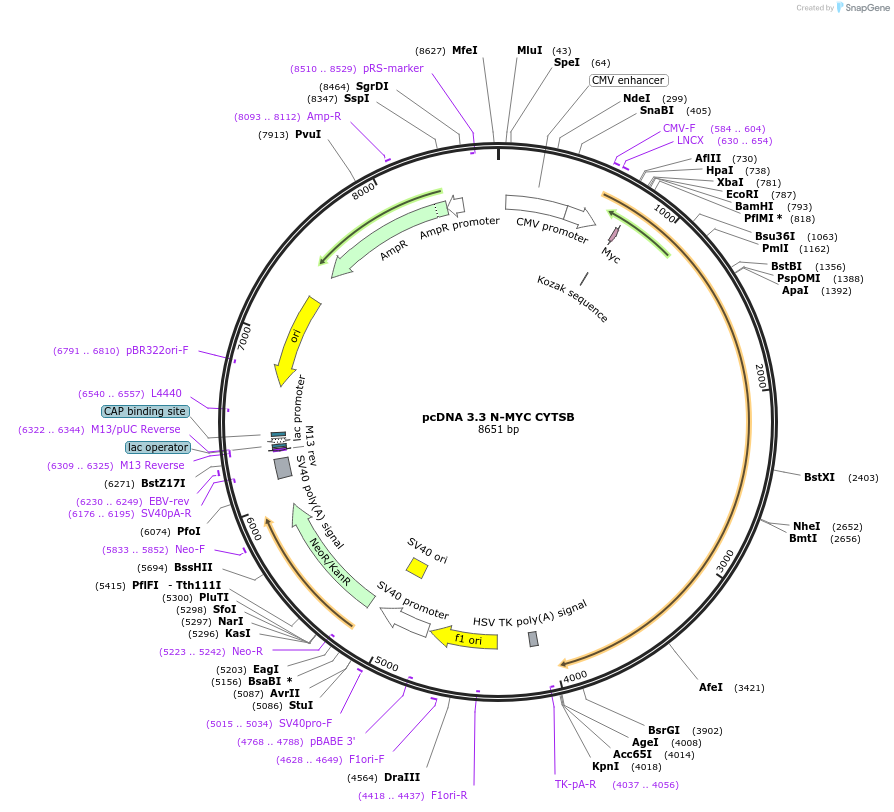 227874-plasmid-map-sequence-id-477868