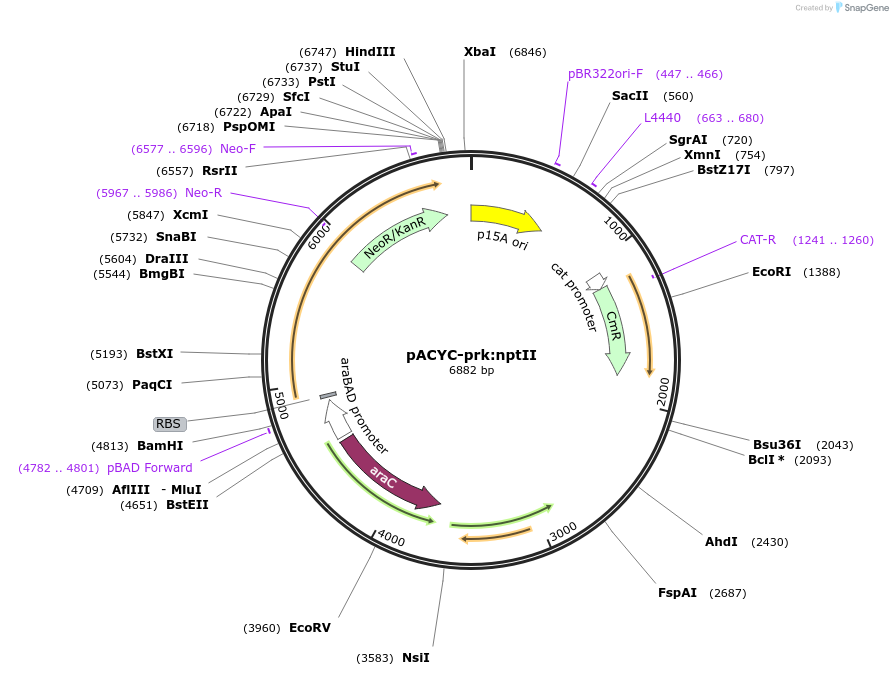 239580-plasmid-map-sequence-id-477887
