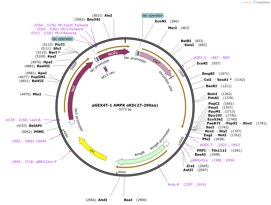 227853-plasmid-map-sequence-id-477890
