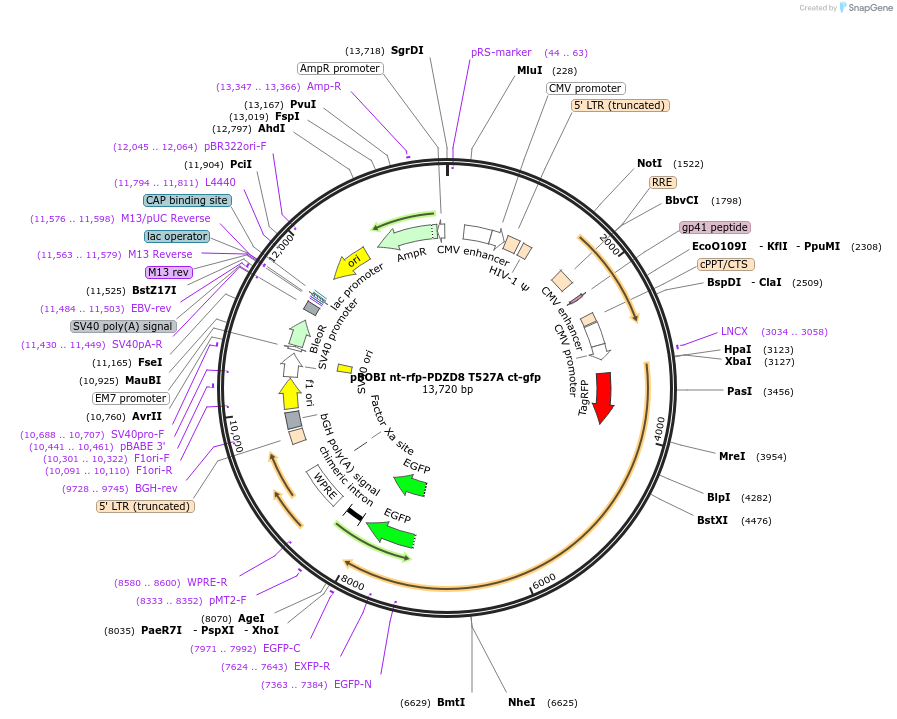 227826-plasmid-map-sequence-id-477893
