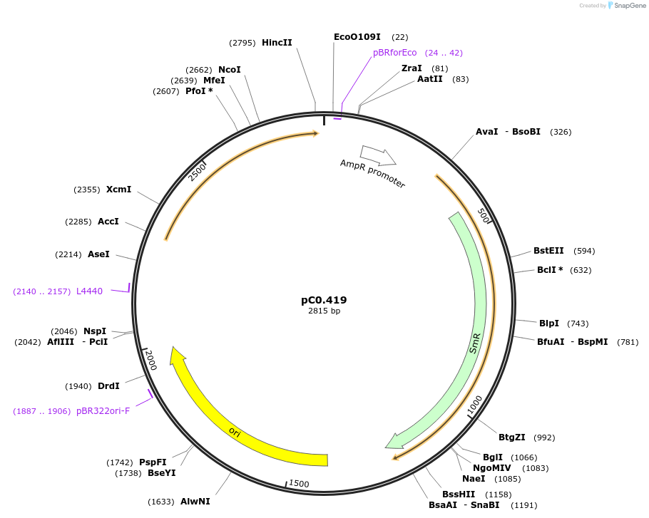 203935-plasmid-map-sequence-id-477906