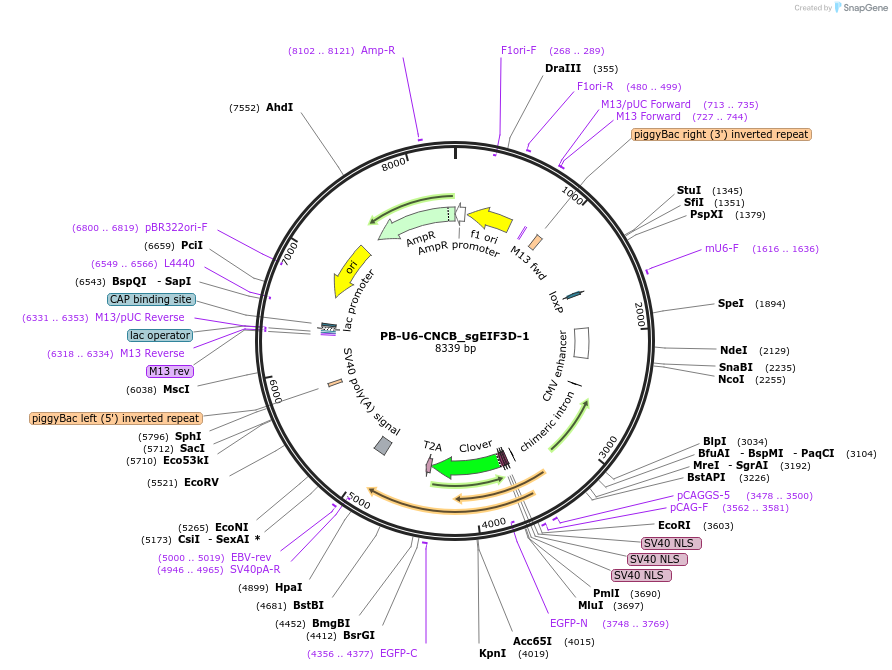 236765-plasmid-map-sequence-id-477909