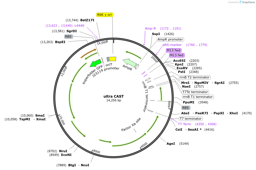 236111-plasmid-map-sequence-id-477916