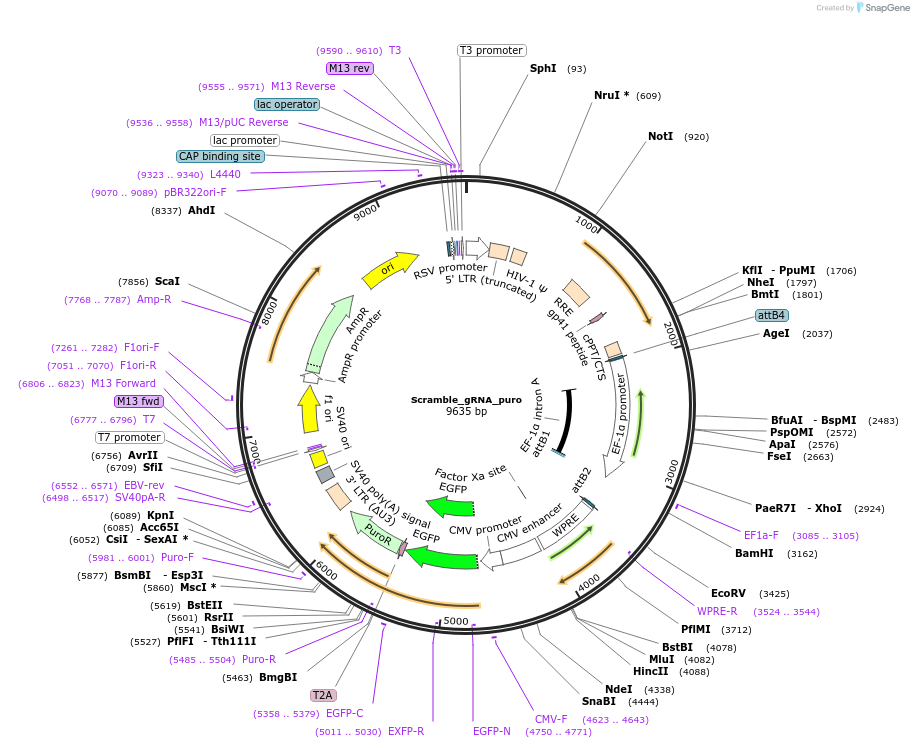 234999-plasmid-map-sequence-id-477921