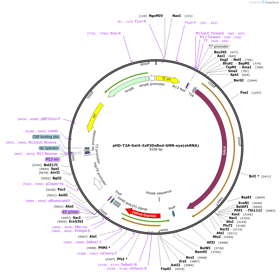240229-plasmid-map-sequence-id-477928