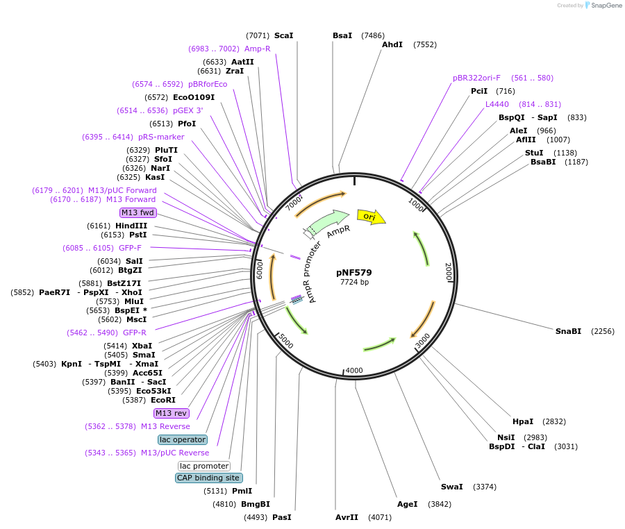26616-plasmid-map-sequence-id-477931