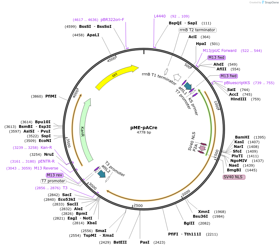 226789-plasmid-map-sequence-id-477947
