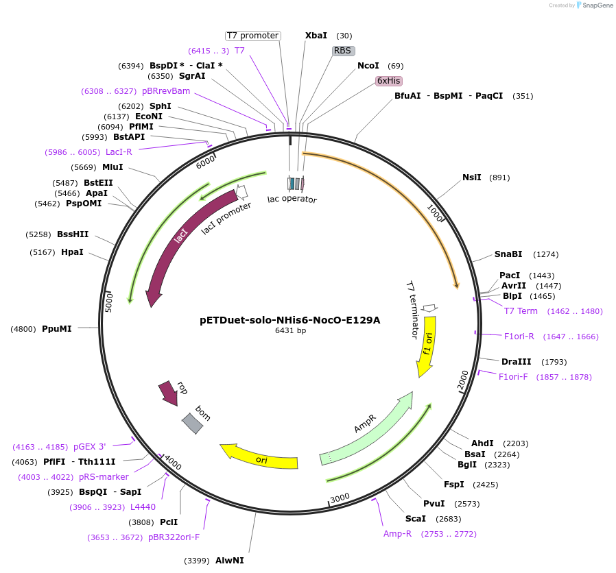 240403-plasmid-map-sequence-id-478122