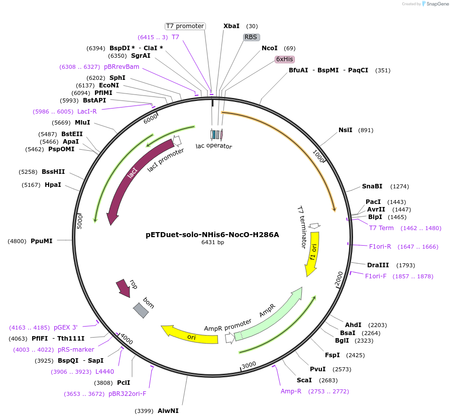 240409-plasmid-map-sequence-id-478125