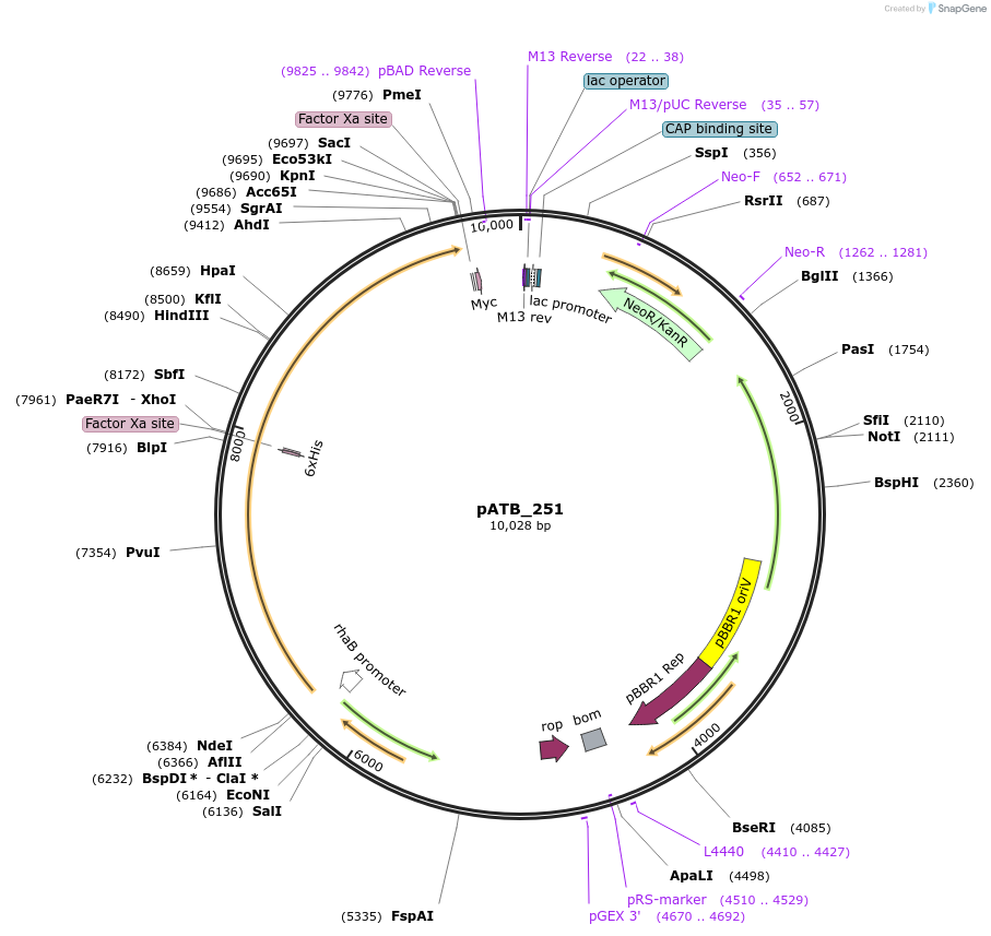 226065-plasmid-map-sequence-id-478187