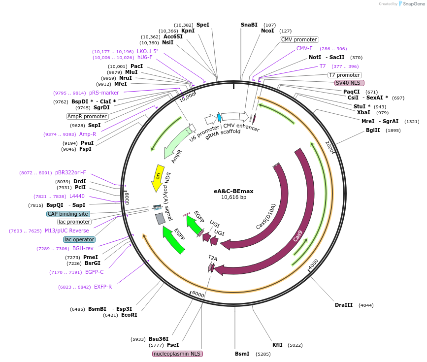 196098-plasmid-map-sequence-id-478238