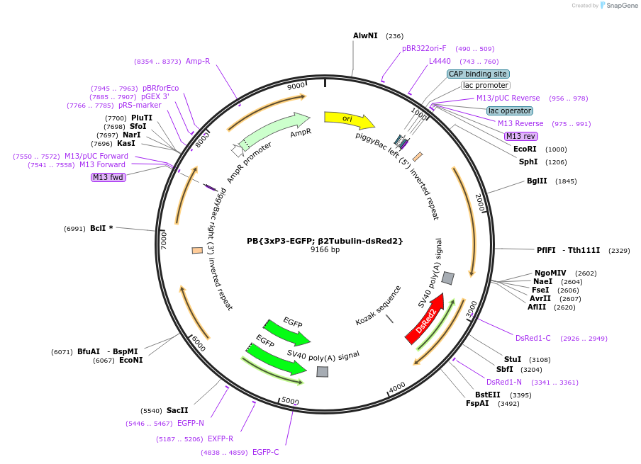 236086-plasmid-map-sequence-id-478243