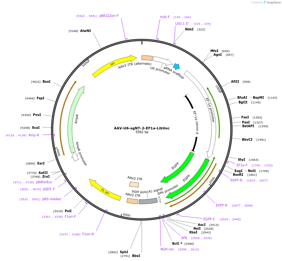 239593-plasmid-map-sequence-id-478292