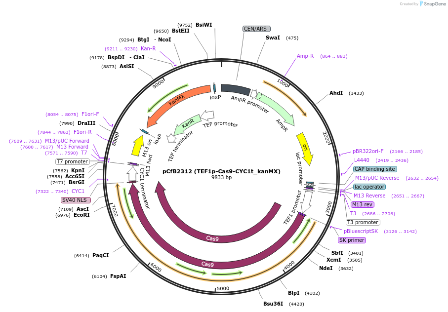 83946-plasmid-map-sequence-id-478303