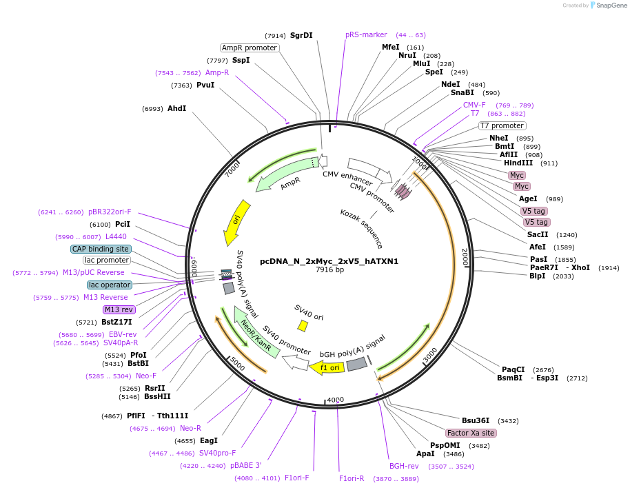 239756-plasmid-map-sequence-id-478371