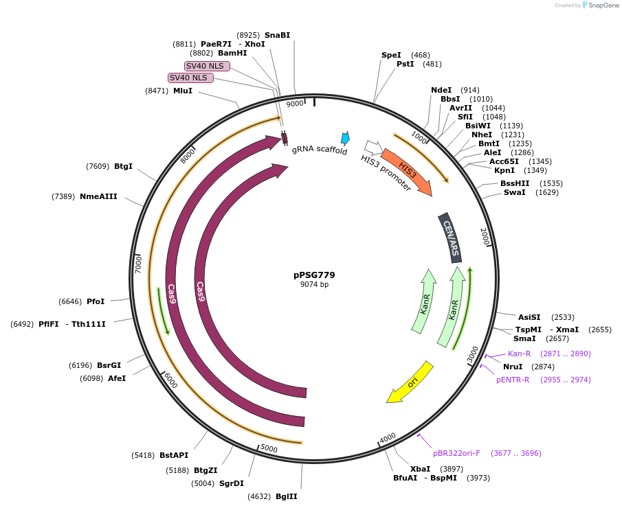 239532-plasmid-map-sequence-id-478373