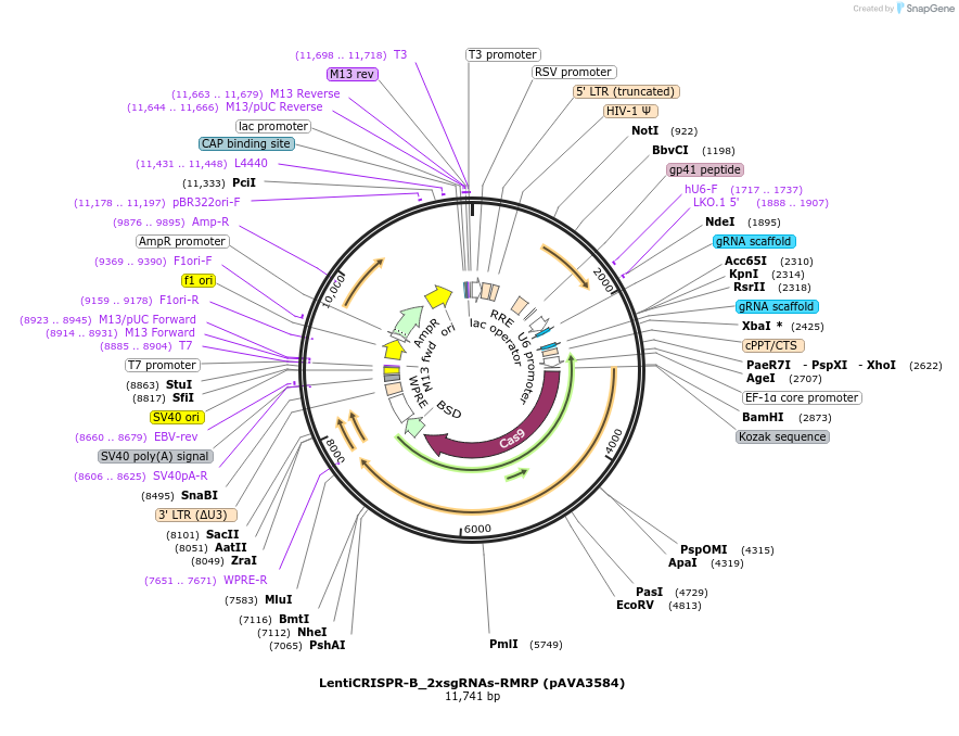 239261-plasmid-map-sequence-id-478405