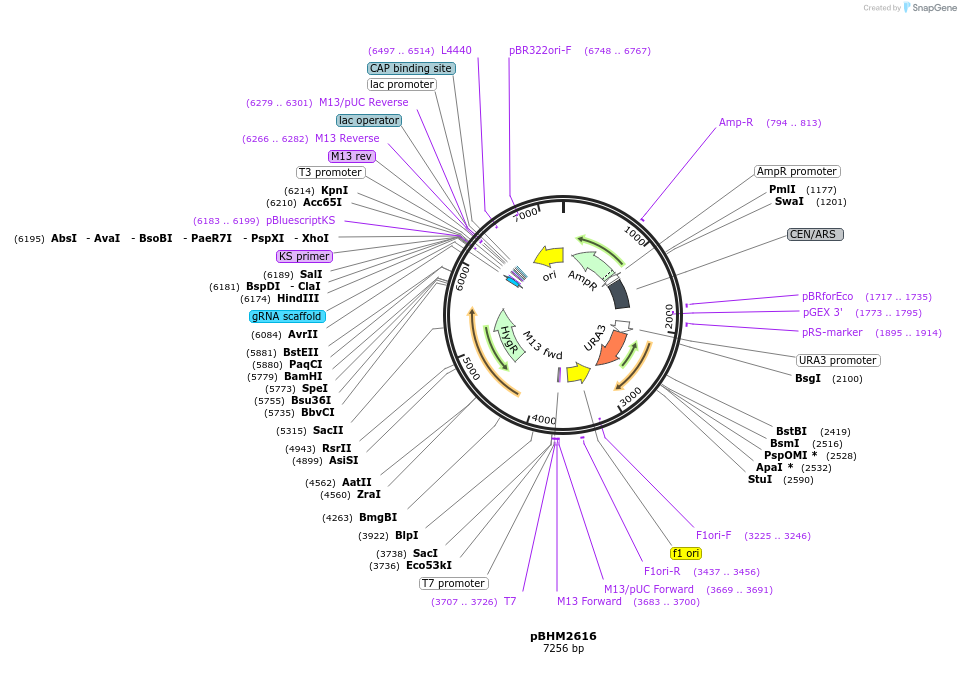 234495-plasmid-map-sequence-id-478421