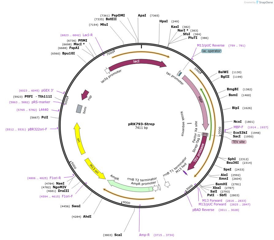 240334-plasmid-map-sequence-id-478422