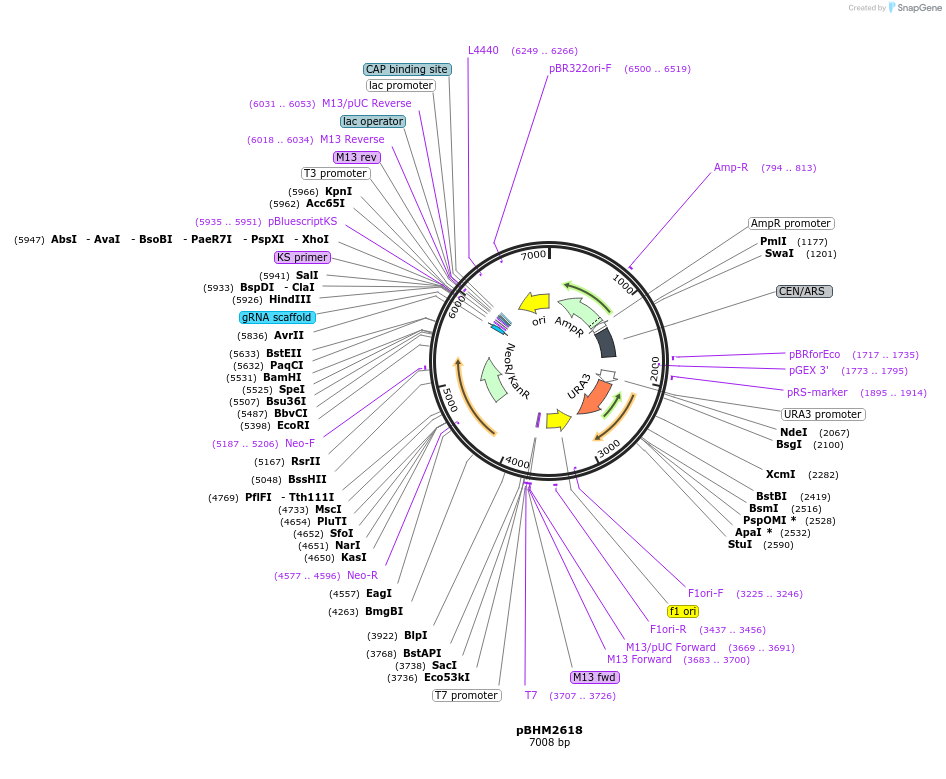 234497-plasmid-map-sequence-id-478427