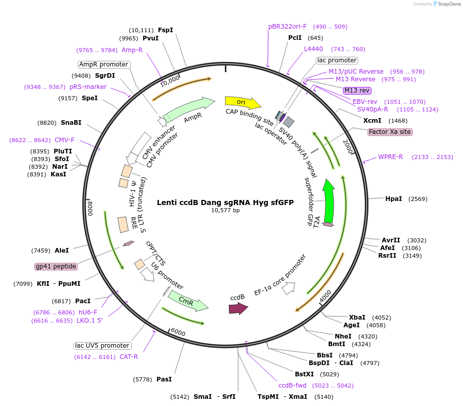 235047-plasmid-map-sequence-id-478433