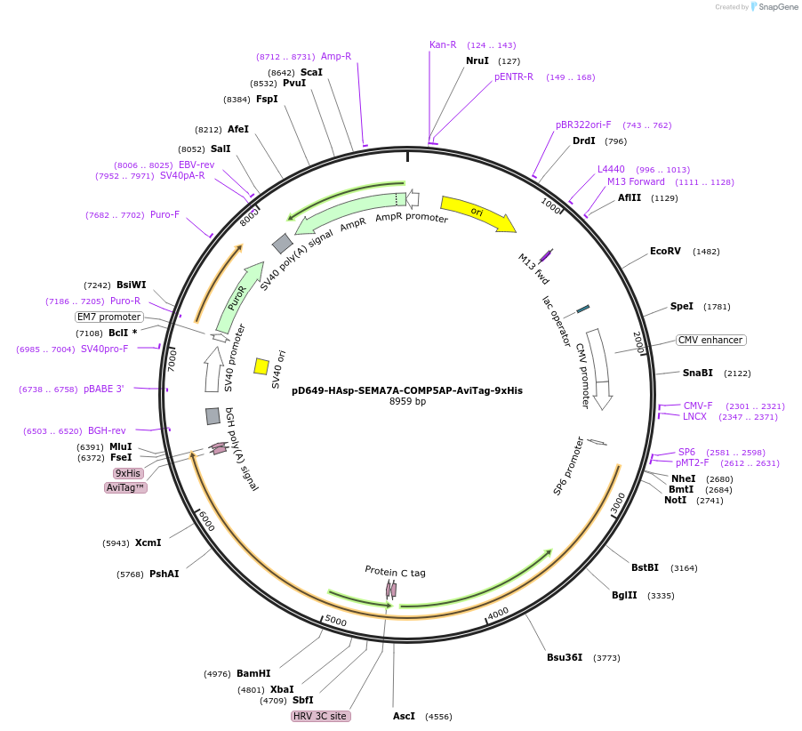 157486-plasmid-map-sequence-id-478444