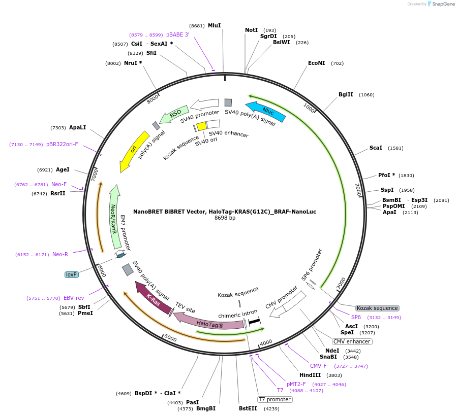 238566-plasmid-map-sequence-id-478456