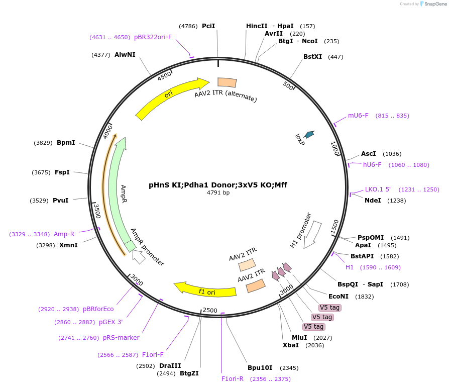 240301-plasmid-map-sequence-id-478529