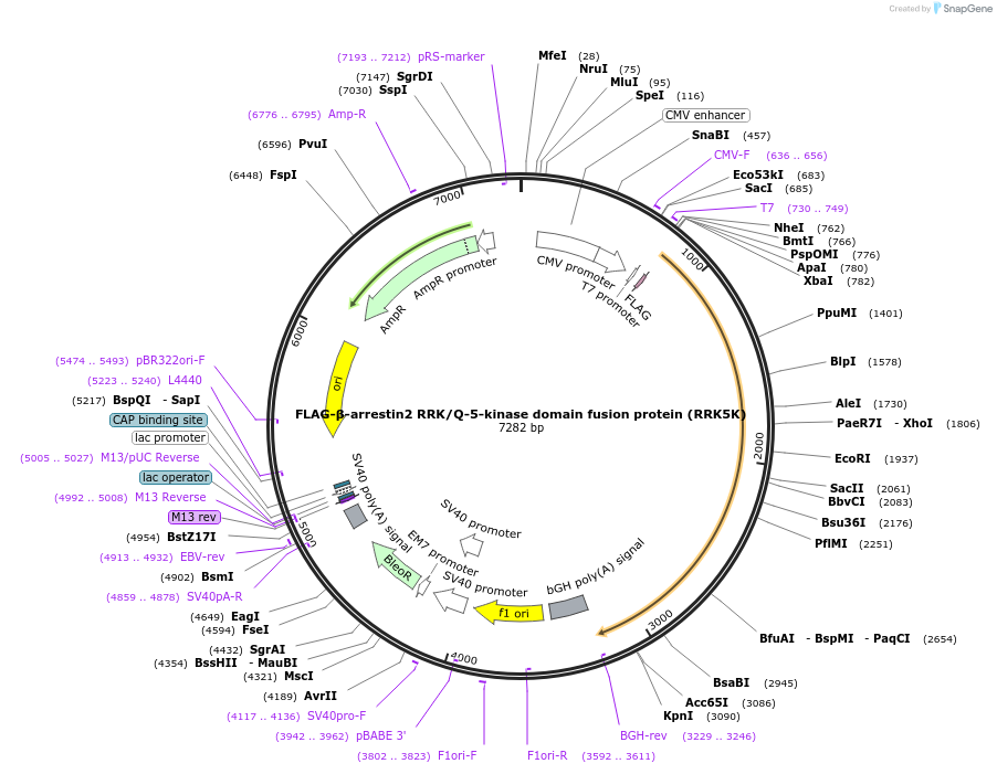 38262-plasmid-map-sequence-id-478581