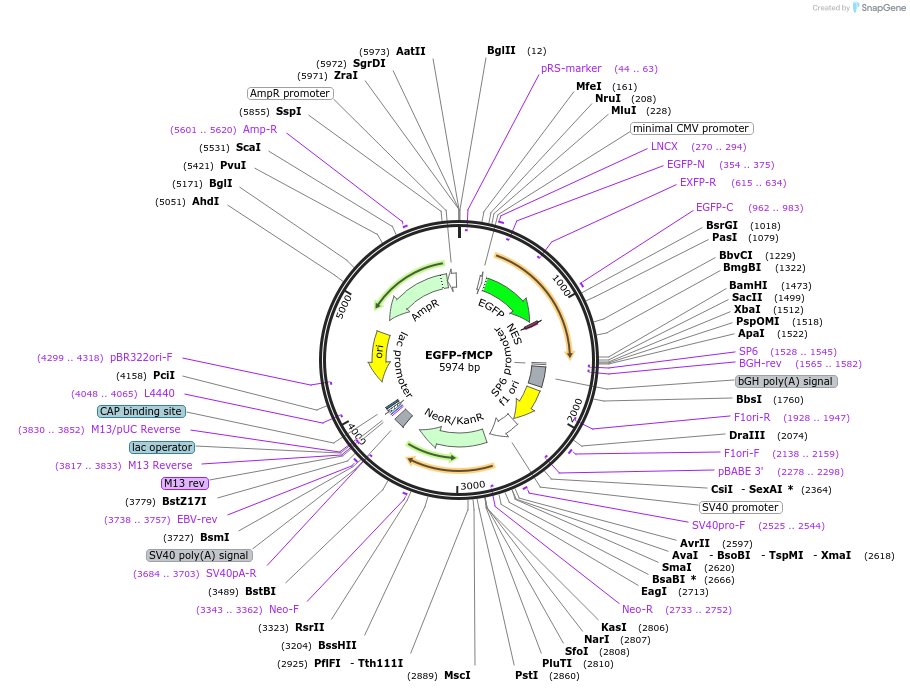 238908-plasmid-map-sequence-id-478588