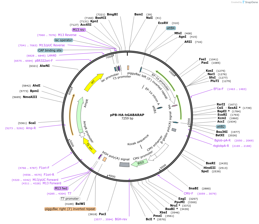 229741-plasmid-map-sequence-id-478589