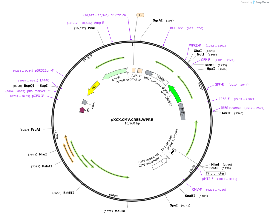 38050-plasmid-map-sequence-id-47864