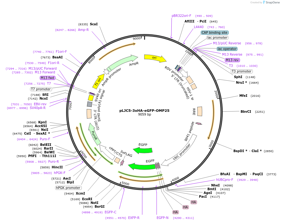 239249-plasmid-map-sequence-id-478656