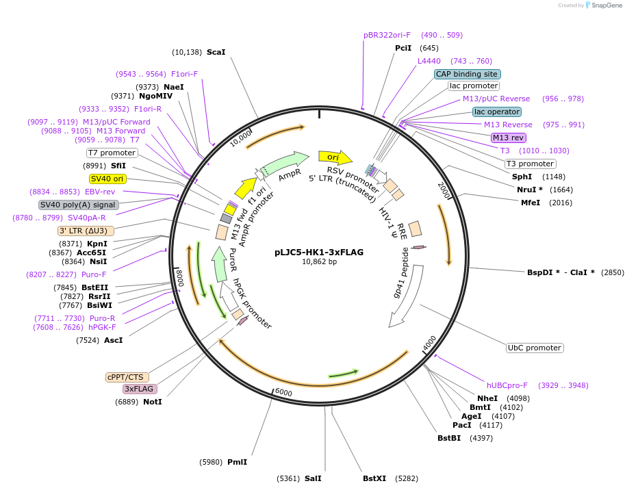 239247-plasmid-map-sequence-id-478666