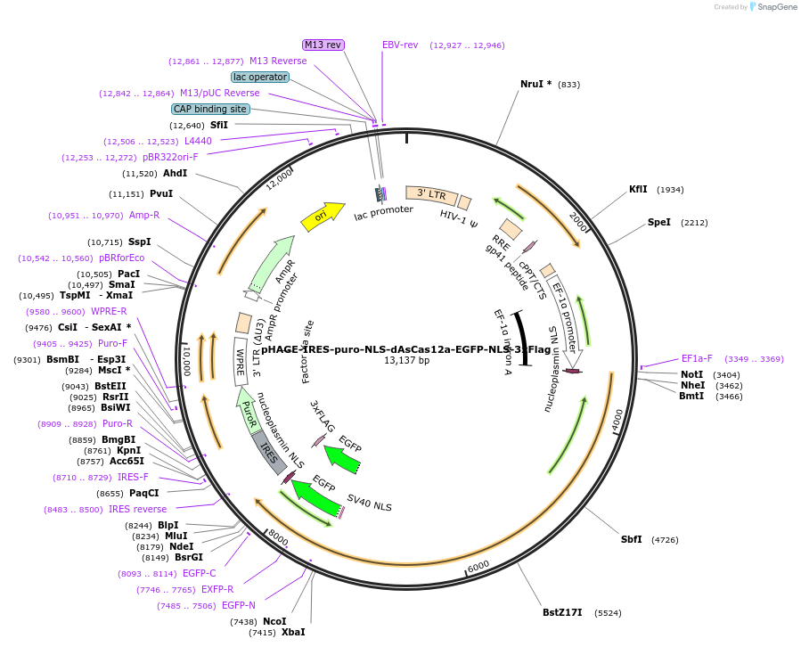 236361-plasmid-map-sequence-id-478684