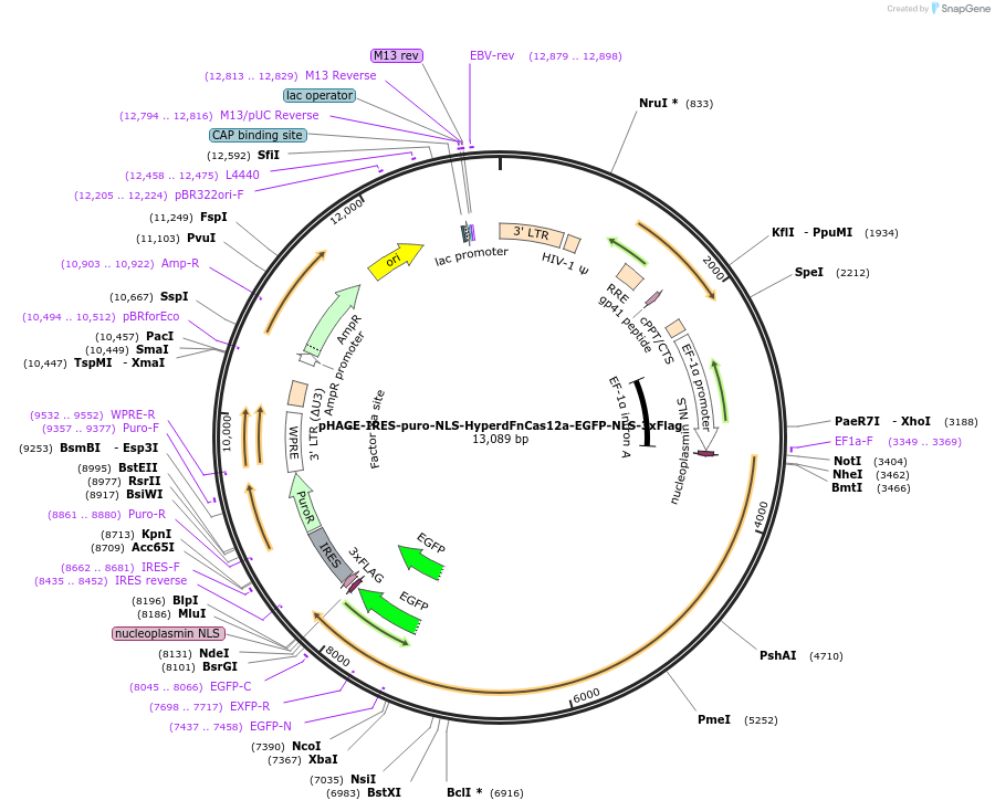236376-plasmid-map-sequence-id-478702