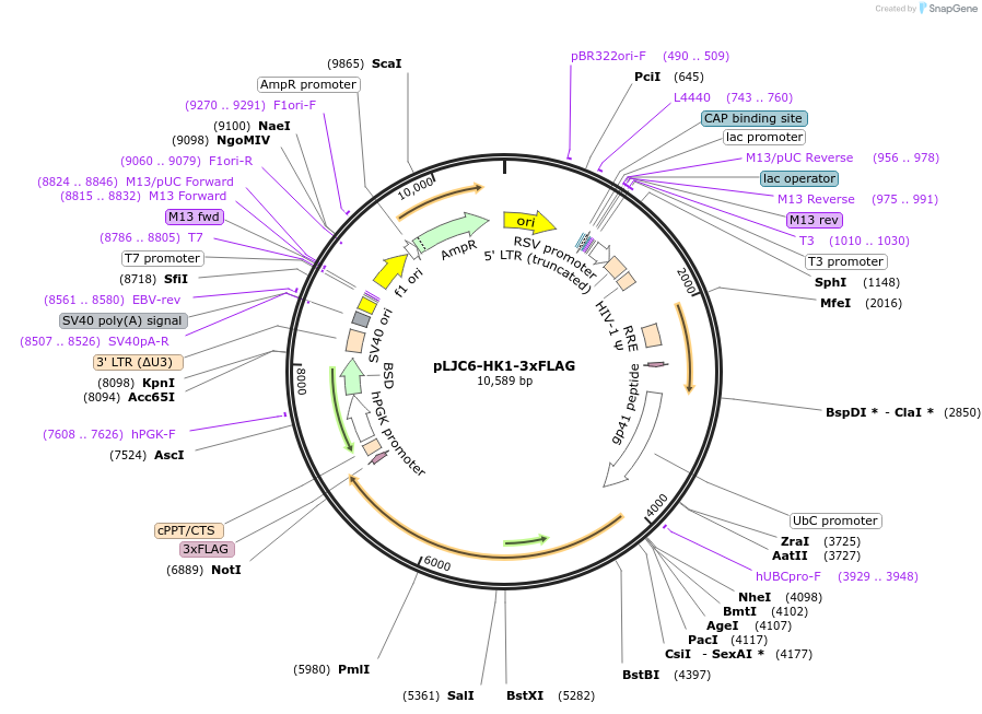239252-plasmid-map-sequence-id-478703