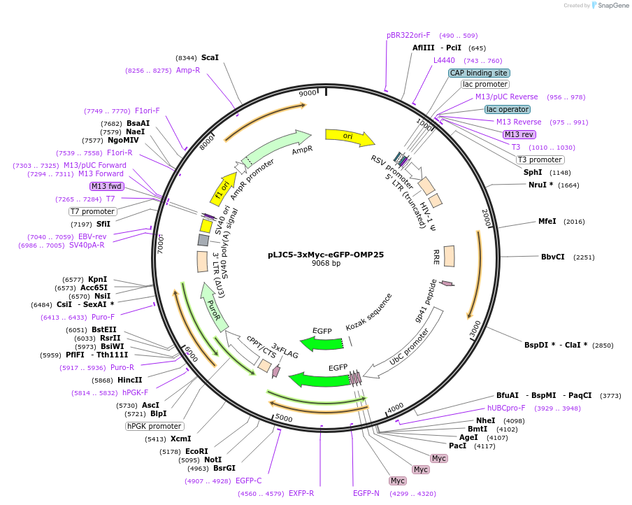 239248-plasmid-map-sequence-id-478707