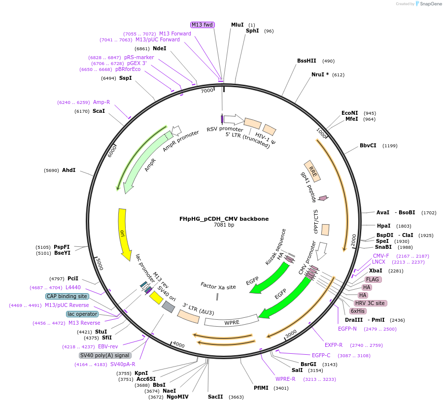 239755-plasmid-map-sequence-id-478815