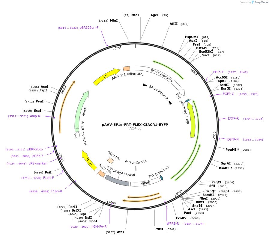 114370-plasmid-map-sequence-id-478973