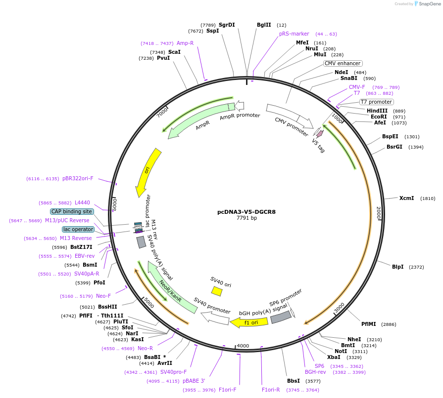 51383-plasmid-map-sequence-id-478992