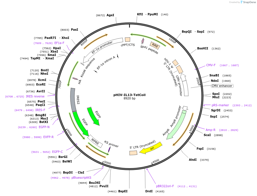 240244-plasmid-map-sequence-id-479012