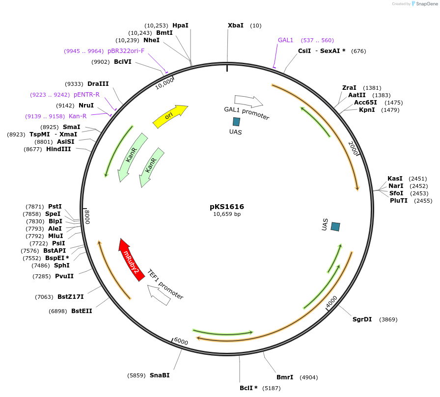 239547-plasmid-map-sequence-id-479031
