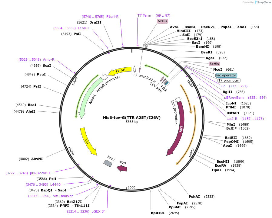 238117-plasmid-map-sequence-id-479081