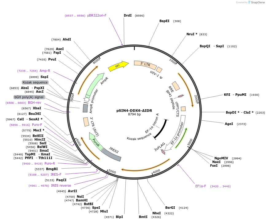 240012-plasmid-map-sequence-id-479083
