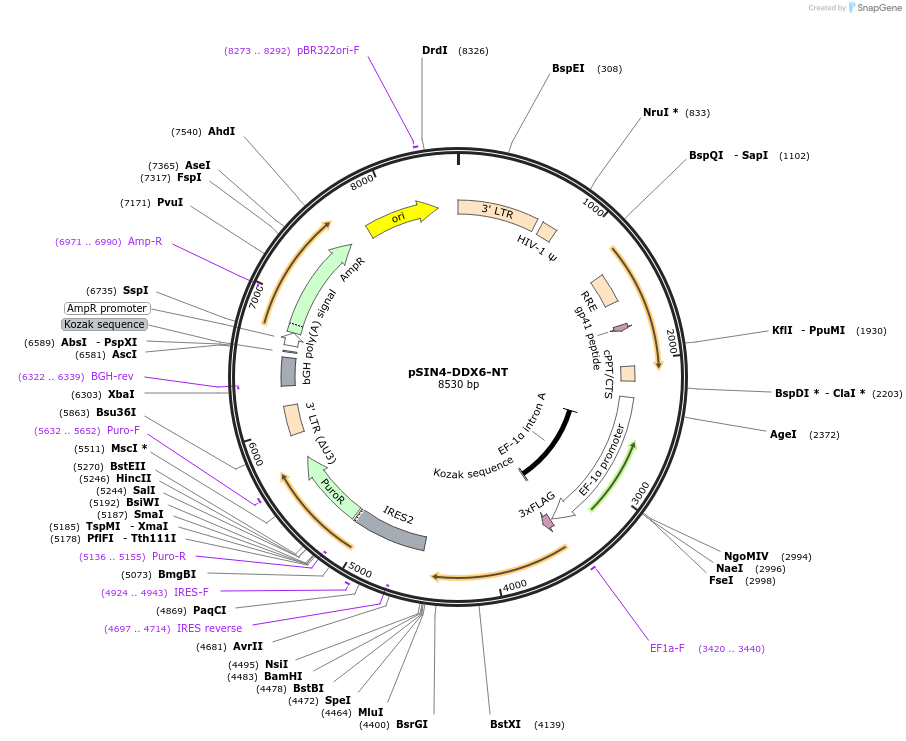 240011-plasmid-map-sequence-id-479084